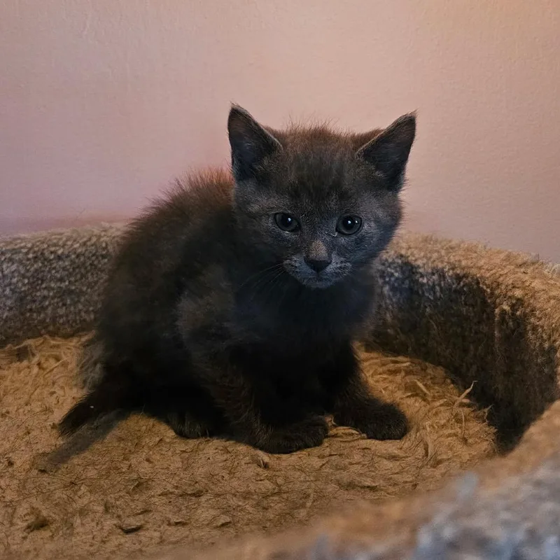 A baby small-sized male Gray / Blue / Silver Domestic Short Hair cat named Seattle for adoption in Mocksville, NC