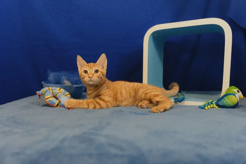 A baby small-sized male Domestic Short Hair cat named Kermit for adoption in Roanoke, TX