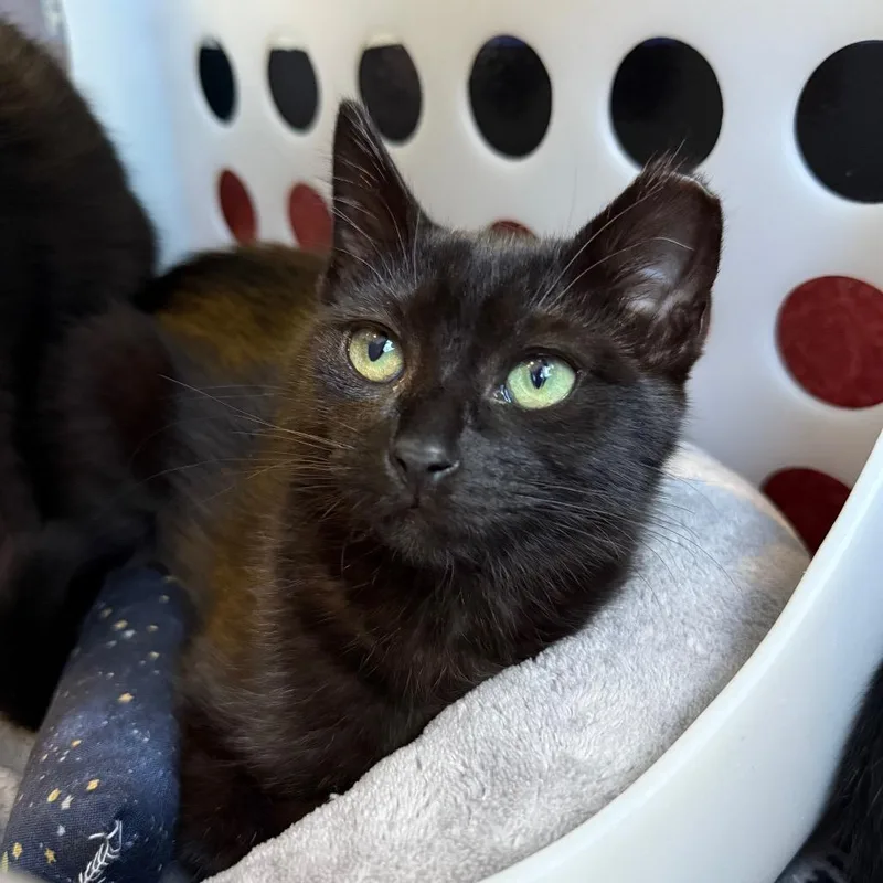 A baby small-sized female Black Domestic Short Hair cat named Lenore for adoption in Los Angeles, CA