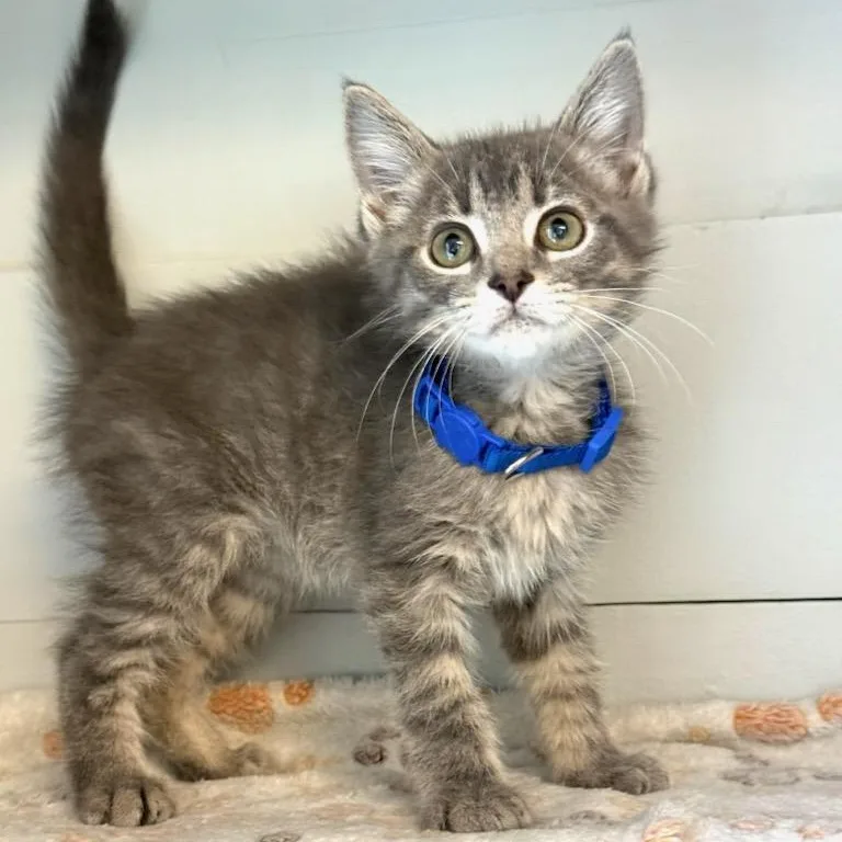 A baby medium-sized male Domestic Short Hair cat named Simon for adoption in Greensburg, PA
