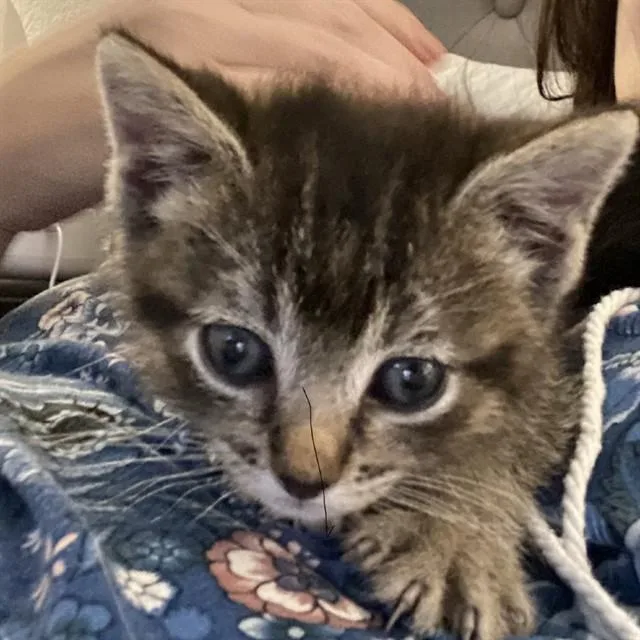 A baby small-sized male Domestic Medium Hair cat named Harrison for adoption in Auburn, CA