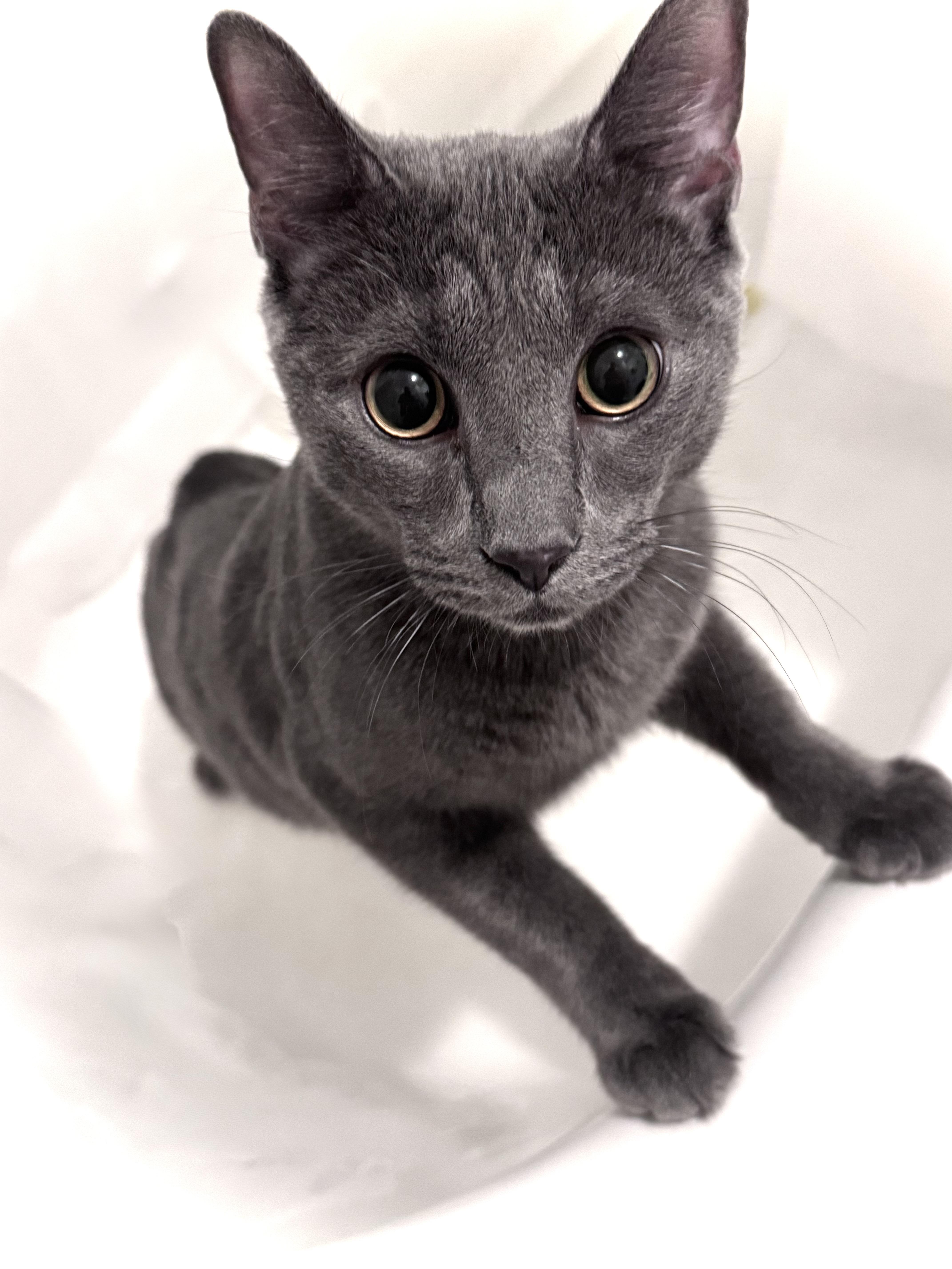 A young medium-sized male Gray / Blue / Silver American Shorthair cat named Macchiato for adoption in Bronx, NY