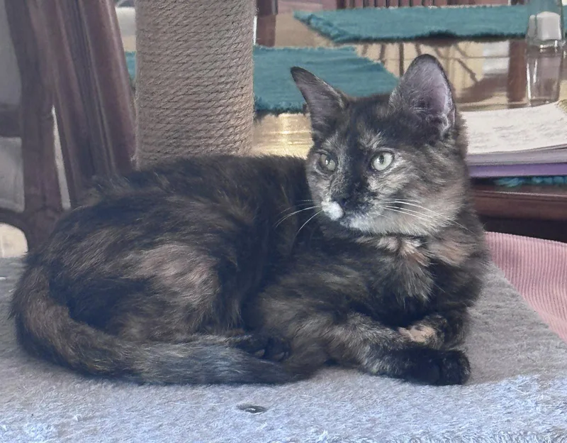 A baby medium-sized female Domestic Short Hair cat named Sandy for adoption in White Bluff, TN