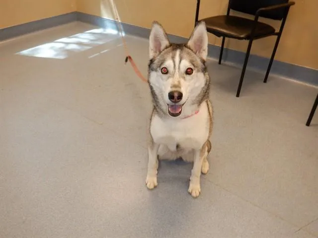 An adult medium-sized female Husky dog named Pearl for adoption in San Jose, CA