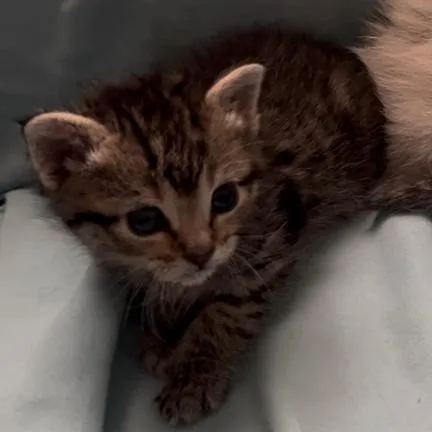 A baby small-sized female Black Domestic Short Hair cat named Thora for adoption in Cedaredge, CO