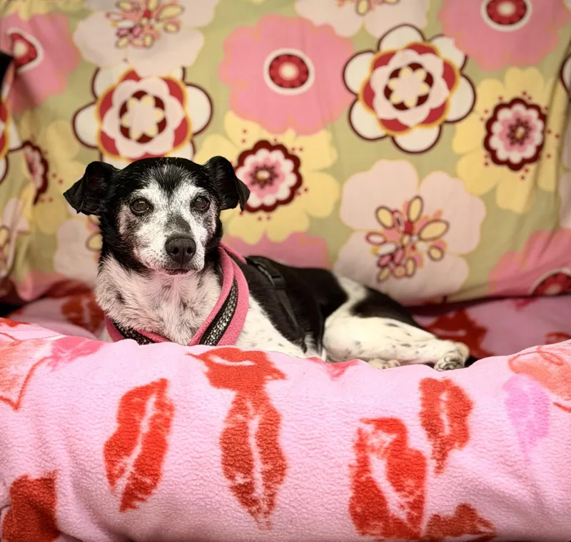 A senior small-sized female Black Rat Terrier dog named Bailey for adoption in Mount Juliet, TN