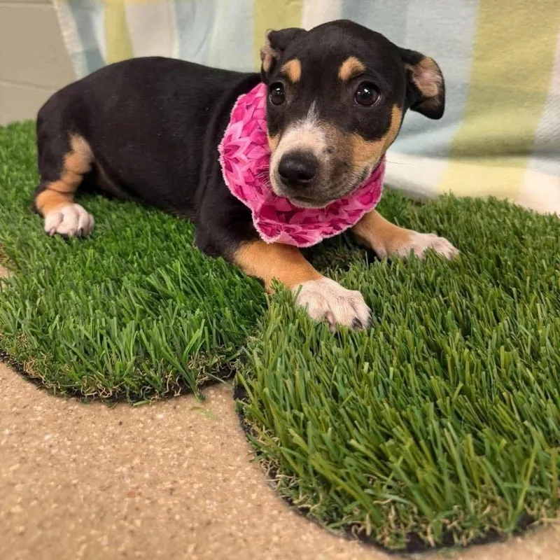 A baby medium-sized female Black American Staffordshire Terrier dog named Rosalina for adoption in Turlock, CA