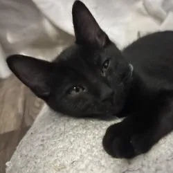 A baby small-sized male Black Domestic Short Hair cat named Jupiter for adoption in Lakeland, FL