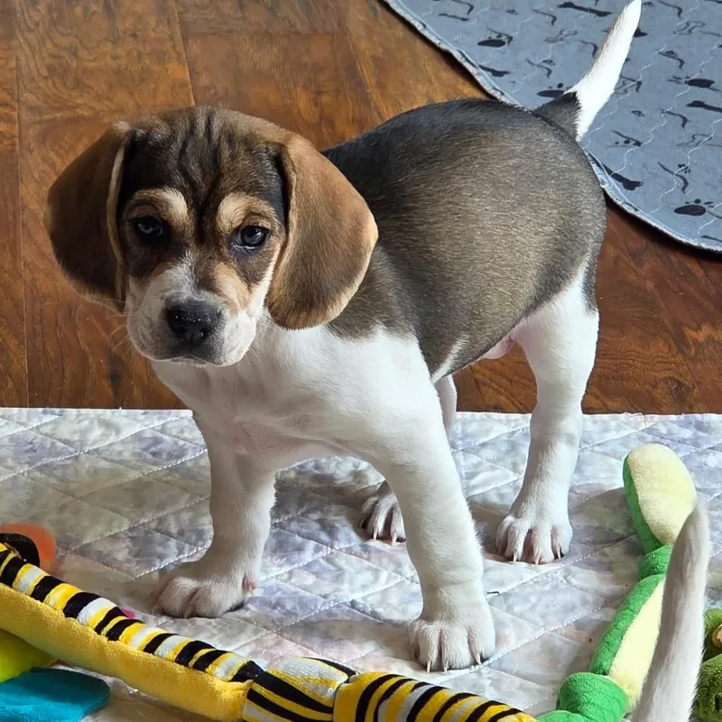 A baby medium-sized female White / Cream Beagle dog named Jazzy June for adoption in Fredericksburg, VA
