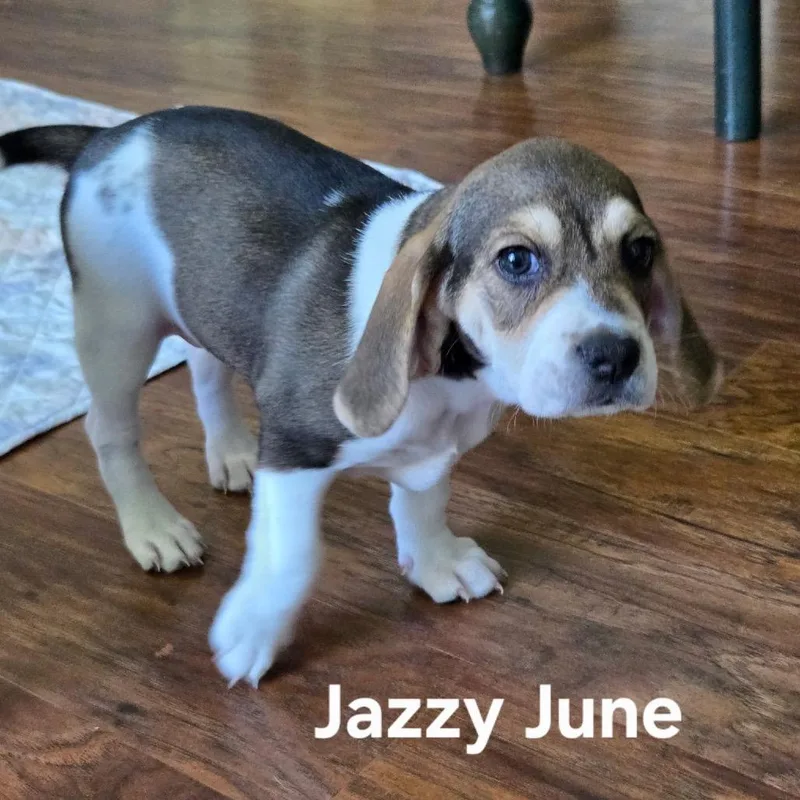 Jazzy June thumbnail 3