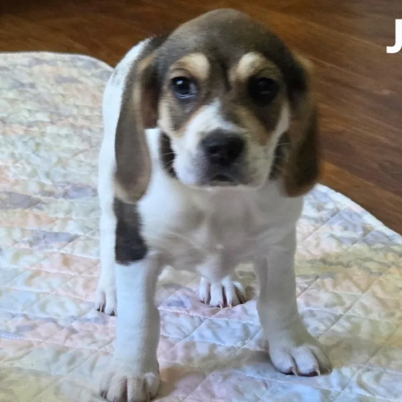 Jazzy June thumbnail 4