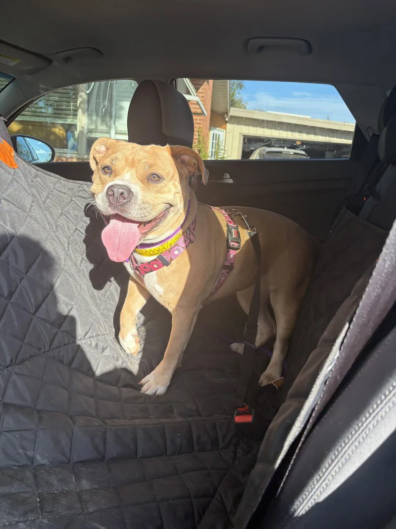 An adult medium-sized female American Staffordshire Terrier dog named Sweet P for adoption in San Diego, CA
