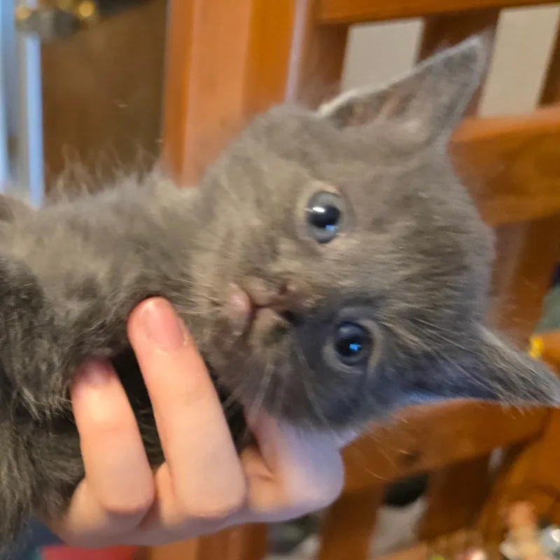 A baby medium-sized male Gray / Blue / Silver Domestic Short Hair cat named Inigo for adoption in Sauk City, WI