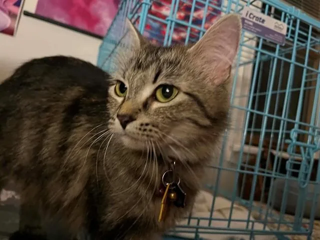 A young medium-sized female Domestic Medium Hair cat named Artyru for adoption in Saint Peters, MO