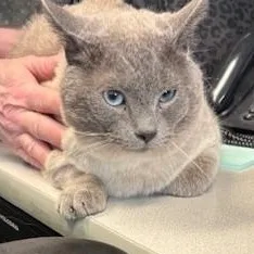 An adult medium-sized male Blue Point Siamese cat named Winston for adoption in Allegan, MI