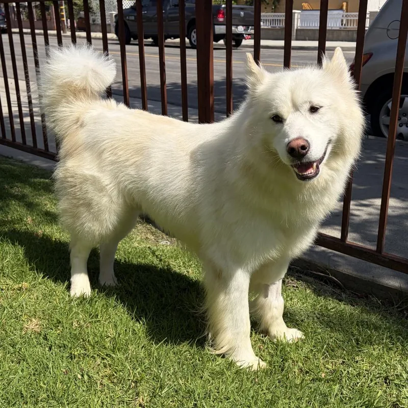An adult medium-sized male Samoyed dog named Kaiser for adoption in Los Angeles, CA