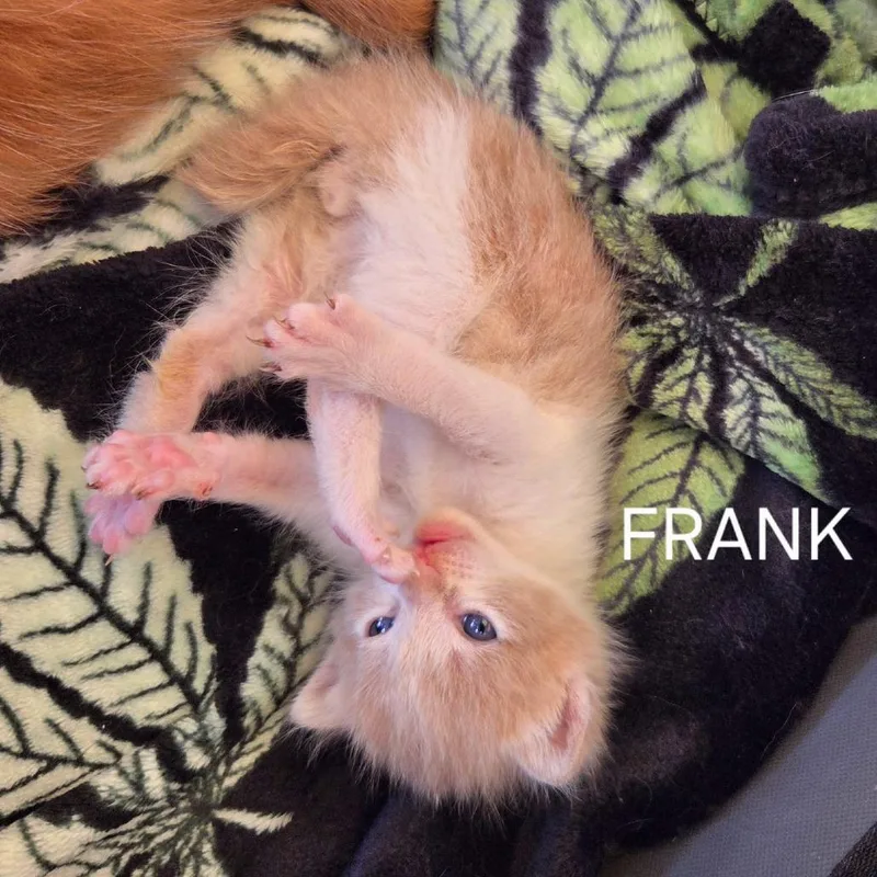 A baby small-sized male Orange / Red Domestic Short Hair cat named Frank for adoption in Long Beach, CA