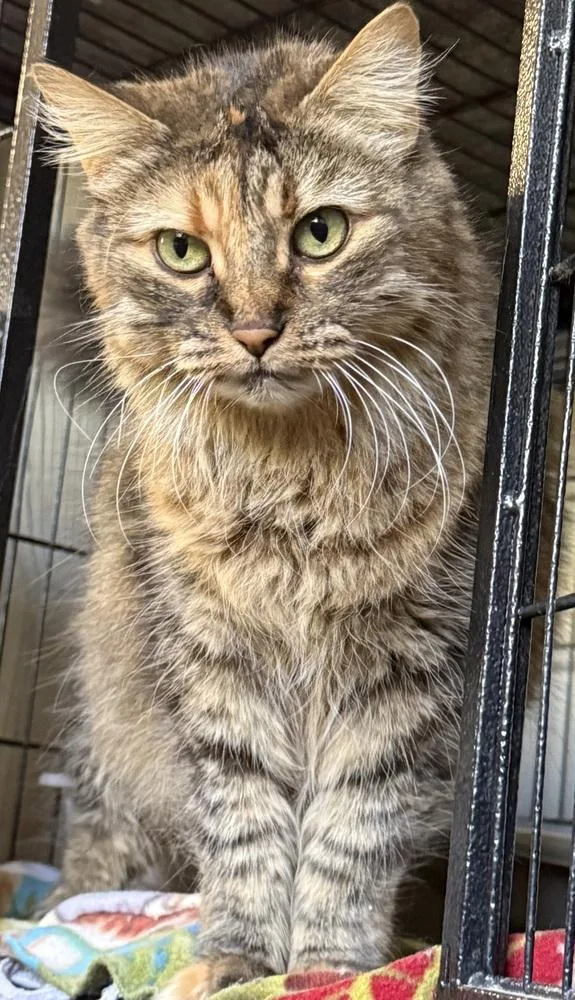 An adult small-sized female Domestic Long Hair cat named Darlene for adoption in Fremont, NE