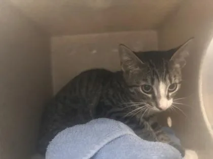 A young small-sized female Domestic Short Hair cat named Stardew for adoption in Roseville, CA