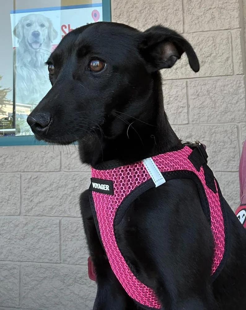 A baby small-sized female Black Chihuahua dog named April for adoption in Gillsville, GA