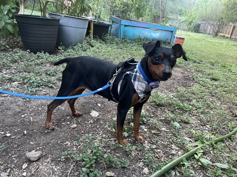 A young small-sized female Black Miniature Pinscher dog named Dolly for adoption in Austin, TX