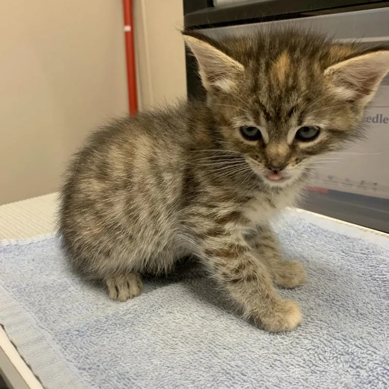 A baby small-sized female Calico Domestic Short Hair cat named Sushi for adoption in Morganton, NC