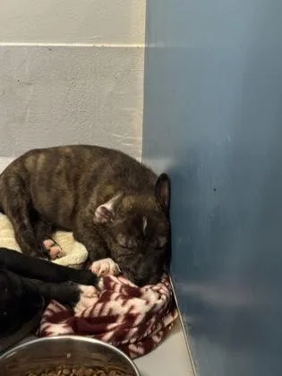 A baby small-sized female Shar-Pei dog named Gabriella for adoption in Cumming, GA