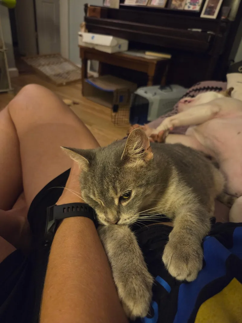 An adult medium-sized female Domestic Short Hair cat named Carmine for adoption in Milwaukee, WI