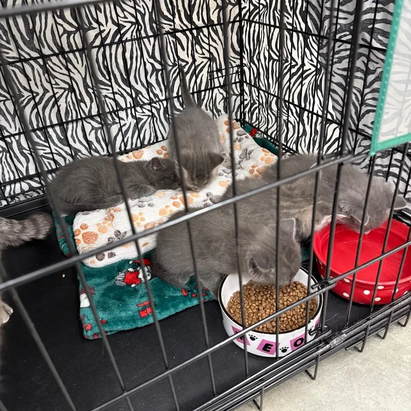 A baby medium-sized male Gray / Blue / Silver Domestic Short Hair cat named Catalysis for adoption in Bismarck, ND