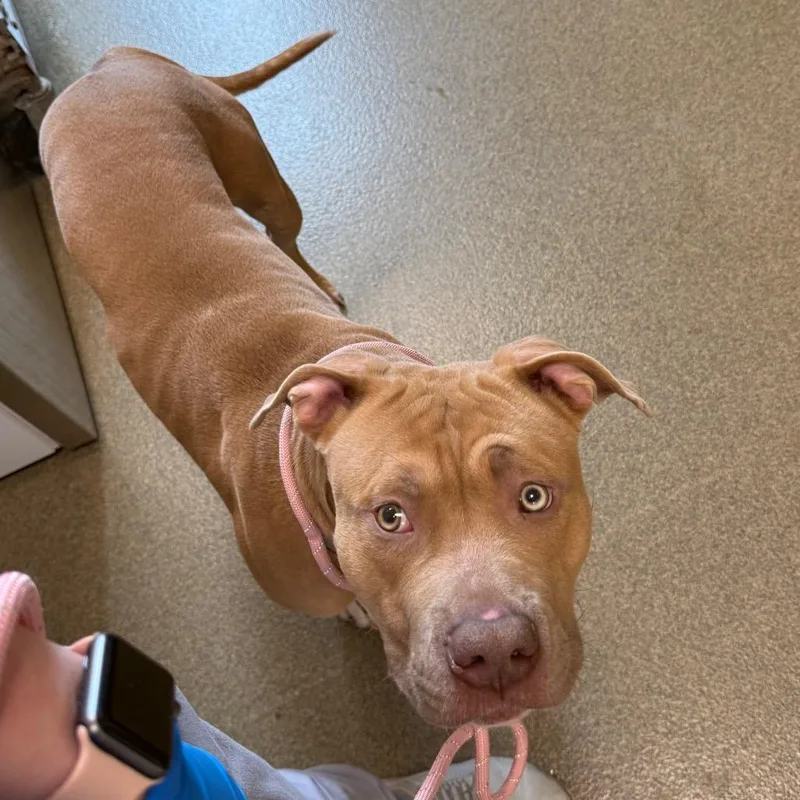 An adult medium-sized male Yellow / Tan / Blond / Fawn Pit Bull Terrier dog named Manny for adoption in Council Bluffs, IA