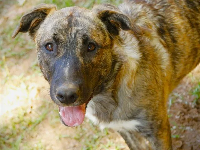 A young medium-sized female Belgian Shepherd / Malinois dog named Aretha for adoption in Tallahassee, FL