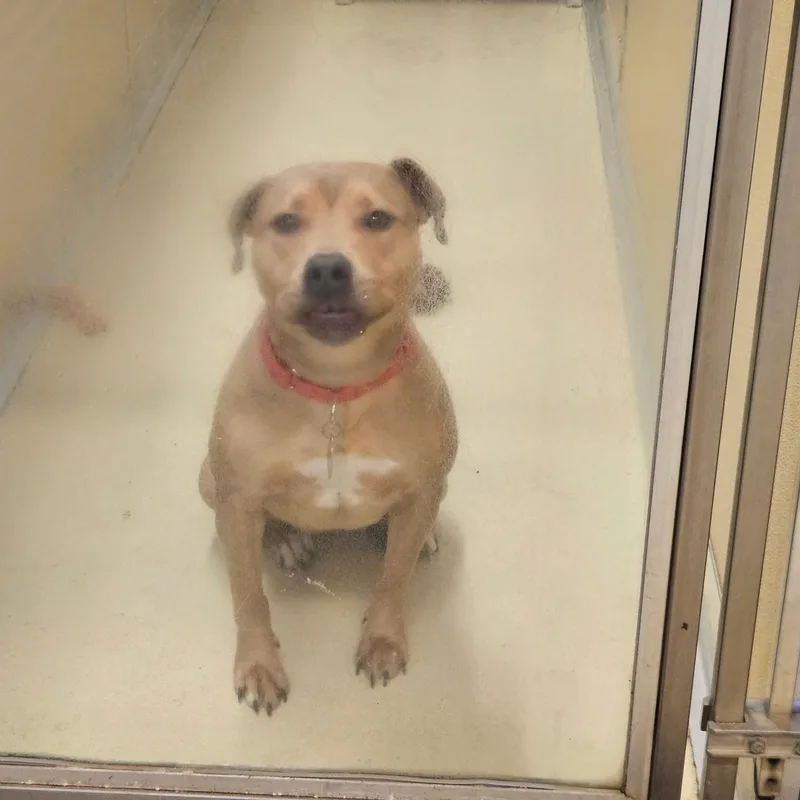 A young medium-sized female Yellow / Tan / Blond / Fawn American Staffordshire Terrier dog named Nova for adoption in Phoenixville, PA