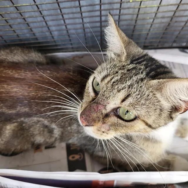 A young medium-sized female Domestic Short Hair cat named Tilly for adoption in San Antonio, TX