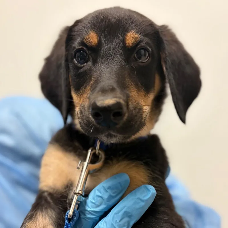 A baby small-sized female Mixed Breed dog named Lillian for adoption in Charleston, WV