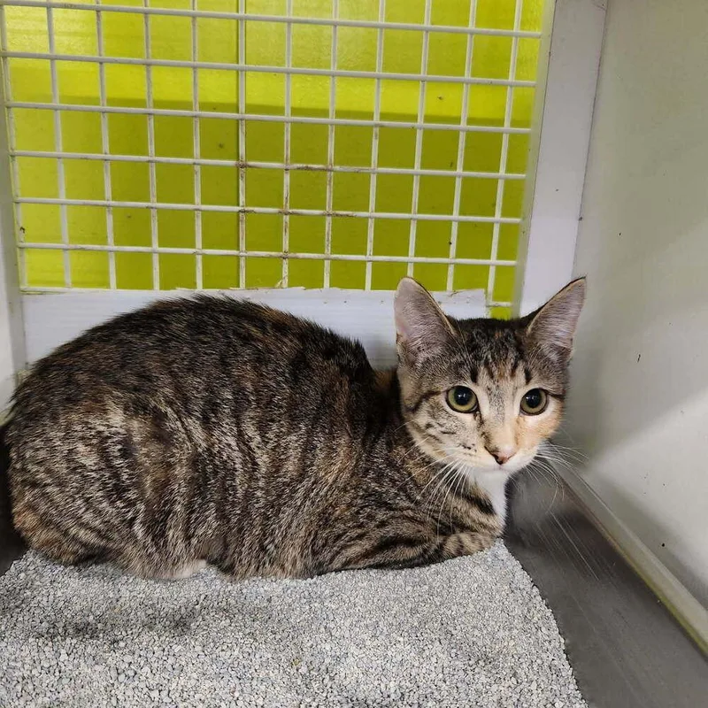 A baby small-sized female Domestic Short Hair cat named Bb for adoption in Dallas, TX