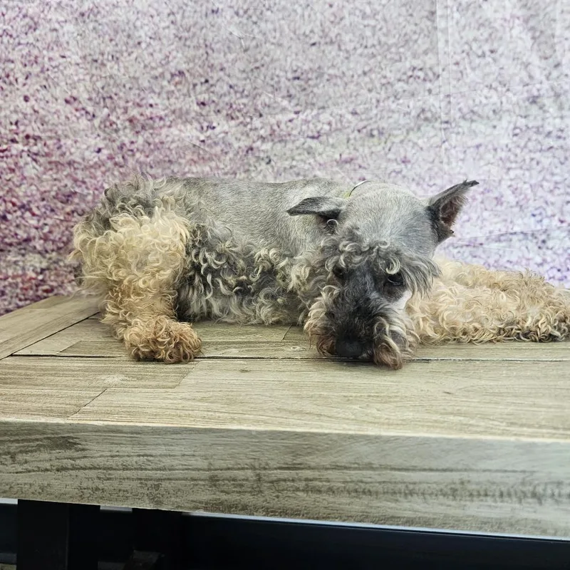 An adult small-sized female Miniature Schnauzer dog named Lunar for adoption in Normal, IL