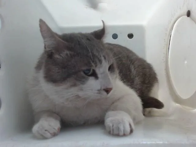 An adult medium-sized male Domestic Short Hair cat named Bub for adoption in Albuquerque, NM