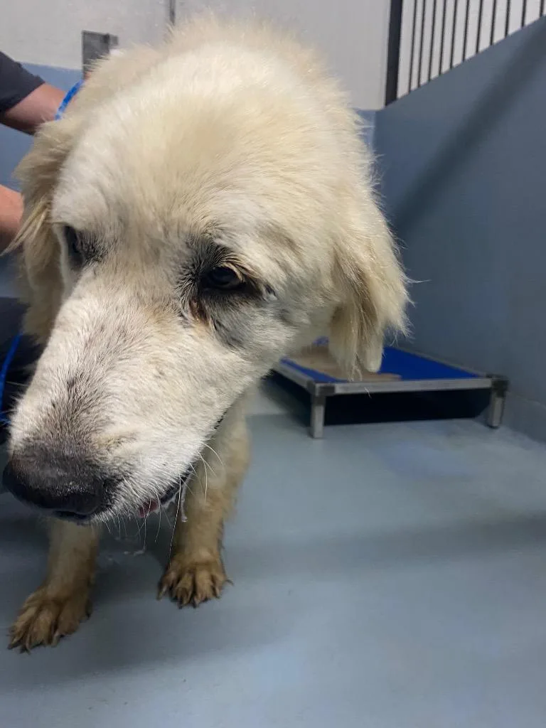 An adult large-sized male Great Pyrenees dog named Snow White for adoption in Cartersville , GA