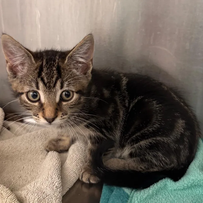 Sun Chip thumbnail 2