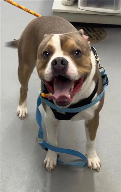 A young large-sized male Mixed Breed dog named Grayson for adoption in Seattle, WA