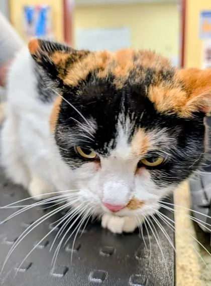 An adult small-sized female Domestic Medium Hair cat named Rune for adoption in Independence, MO
