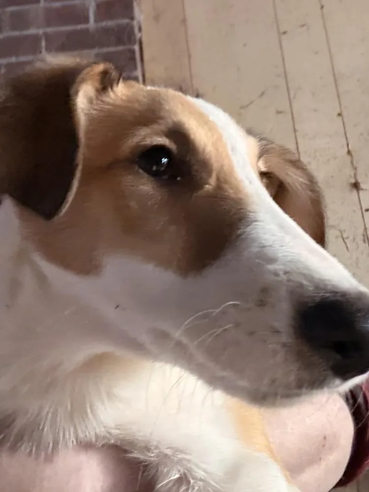 Dallies : Lilly thumbnail 2