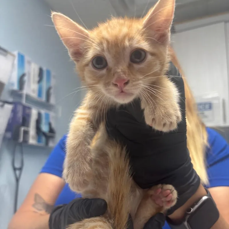 A baby small-sized male Orange / Red Domestic Short Hair cat named Taxi for adoption in Riverside, CA