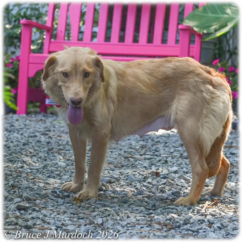 A senior medium-sized female Yellow / Tan / Blond / Fawn Labrador Retriever dog named Journey for adoption in Wake Forest, NC