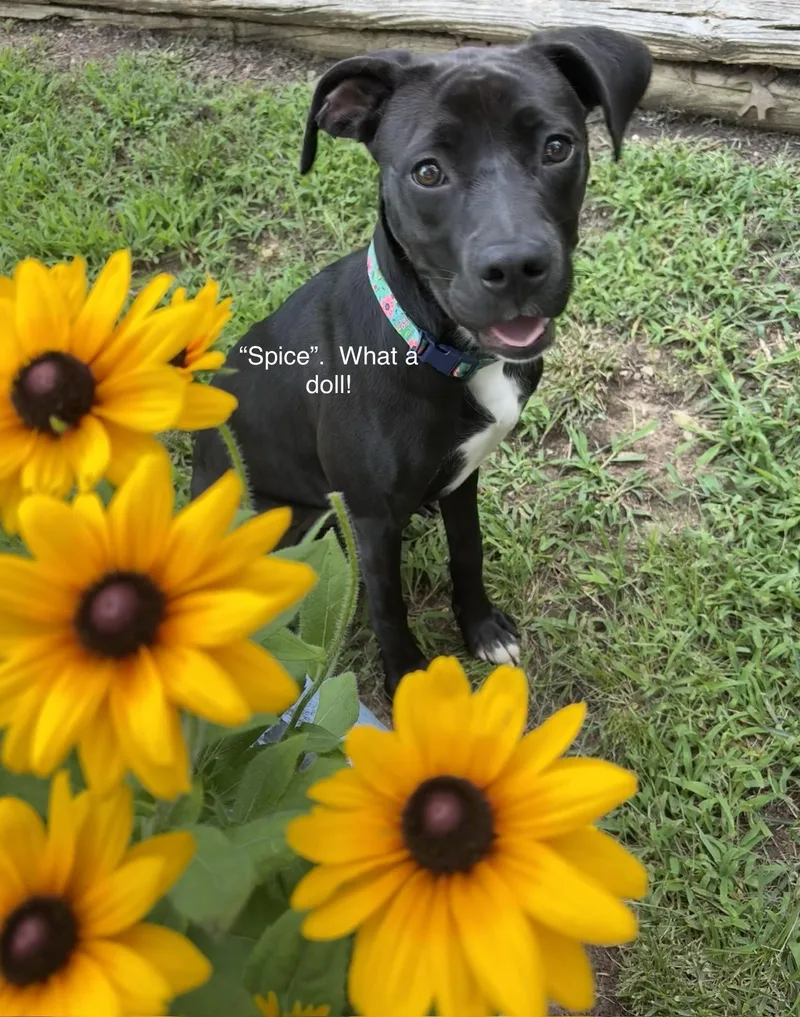 A young medium-sized female Black Labrador Retriever dog named Spice for adoption in Cherokee Village, AR
