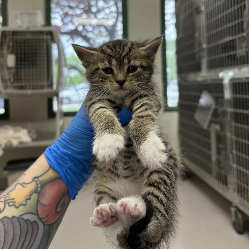 A baby small-sized male Brown / Chocolate Domestic Short Hair cat named Ron for adoption in Indianapolis, IN