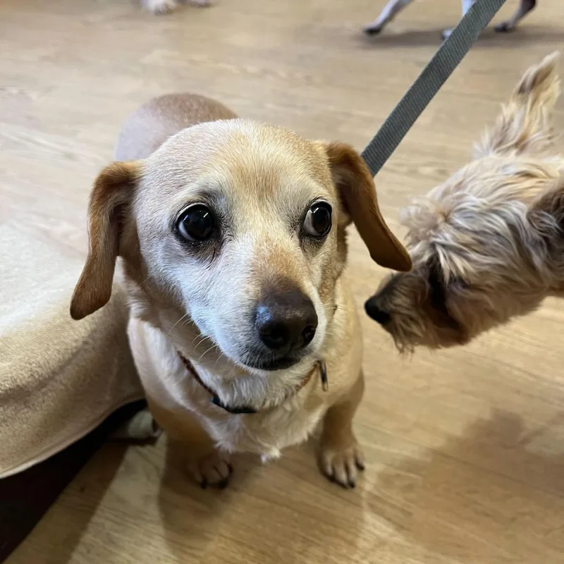 A senior small-sized female White / Cream Dachshund dog named Royal Plum for adoption in San Francisco, CA