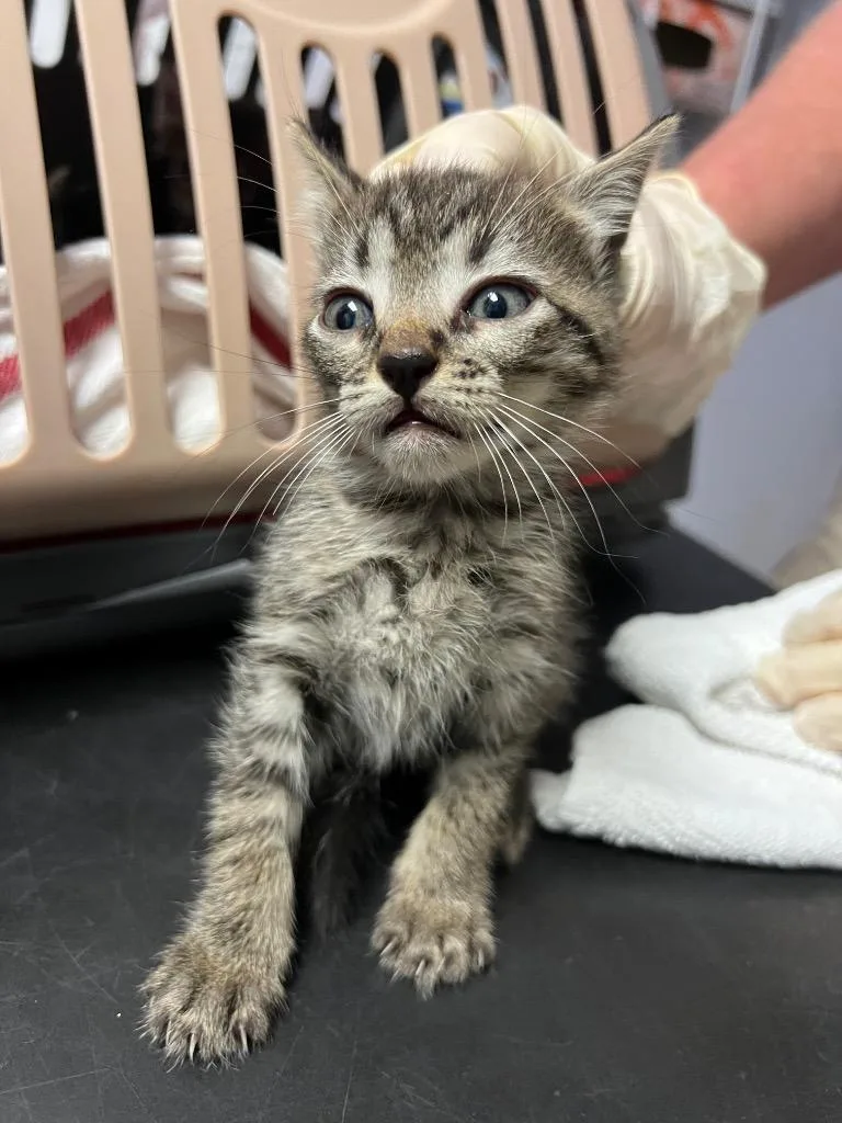 A baby medium-sized female Domestic Short Hair cat named Mabel for adoption in New Braunfels, TX