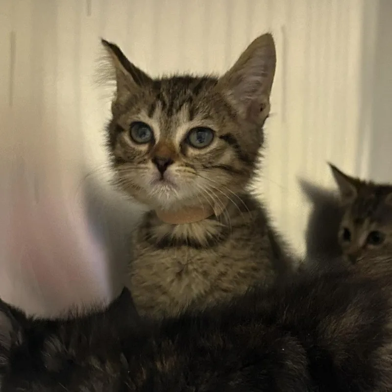 A baby small-sized female Brown / Chocolate Domestic Short Hair cat named Whitney for adoption in Asheville, NC