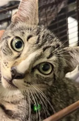 A baby small-sized male Domestic Short Hair cat named Jerry for adoption in Los Angeles, CA